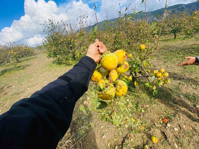 Adana Kozan'da dolu zararı için ön hasar tespiti başlatıldı, başvuru çağrısı yapıldı