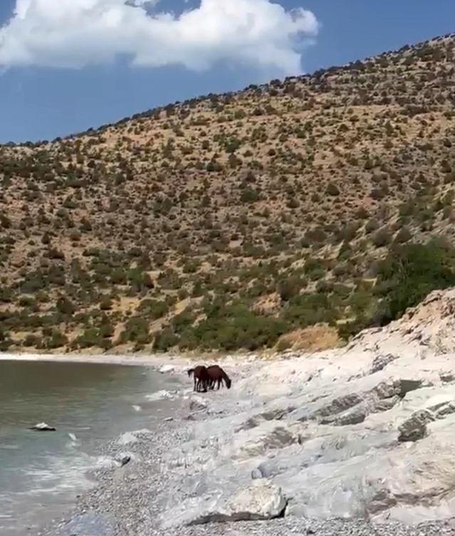 Van Gevaş'ta tepelerde dolaşan yılkı atları Van Gölü manzarasıyla görüntülendi