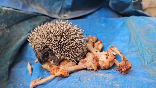Bolu Paşaköy'de yavru kirpi, vatandaşın elinden tavuk kanadı yedi