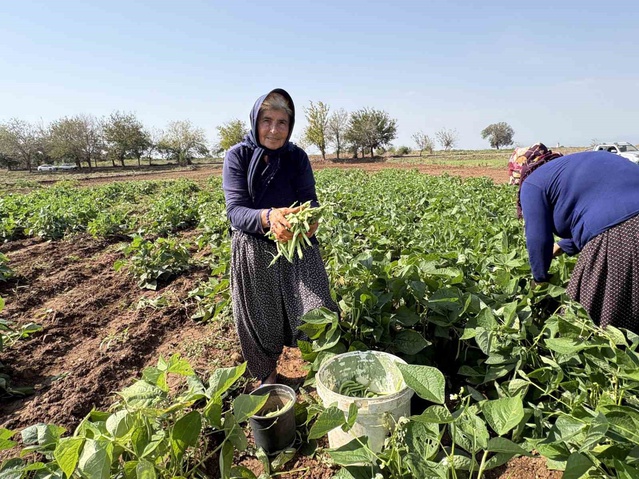 Osmaniye Düziçi'de aile, torununun asker harçlığı için ilk kez ektiği fasulyeyi hasat etti