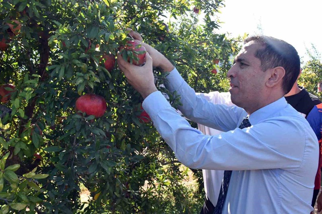 Ortaca Dalyan'da nar hasadına Kaymakam Aktaş ve tarım müdürleri katıldı