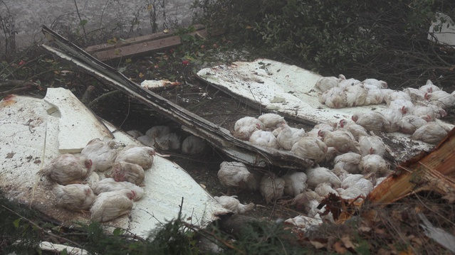 Bolu'da sürücüsünün kontrolünü kaybettiği canlı tavuk kamyonu devrildi, 4 yaralı