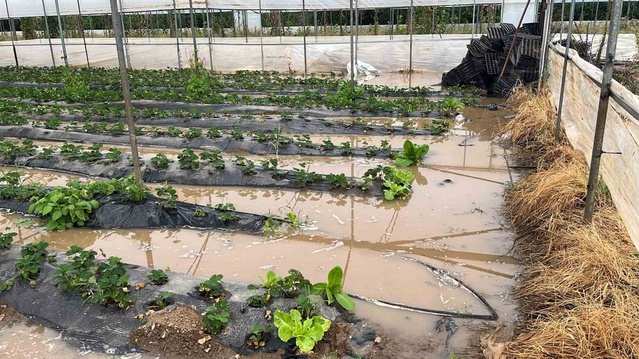 Mersin Silifke ve Erdemli'de şiddetli yağış yolları ve tarım alanlarını vurdu