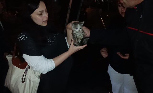 Gümüşhane'de mahsur kalan yavru kediyi itfaiye kurtardı, gençler veterinere götürdü