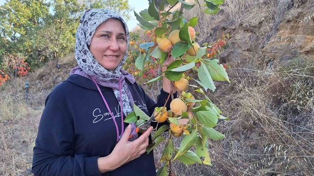 Manisa Sarıgöl'de cennet hurmaları kurutuluyor, ev kadınları meyve cipsi hazırlıyor