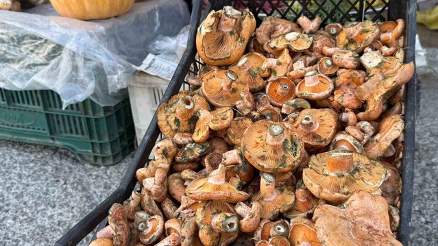 Ormandan topluyorlar, kilosunu 500 liradan satıyorlar