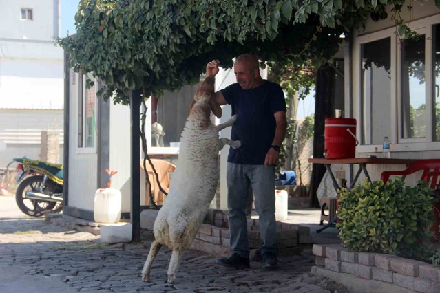 Şanlıurfa'da bekçi, 'gel' ve 'otur' komutlarına uyan kuzusunu kesmeye kıyamıyor