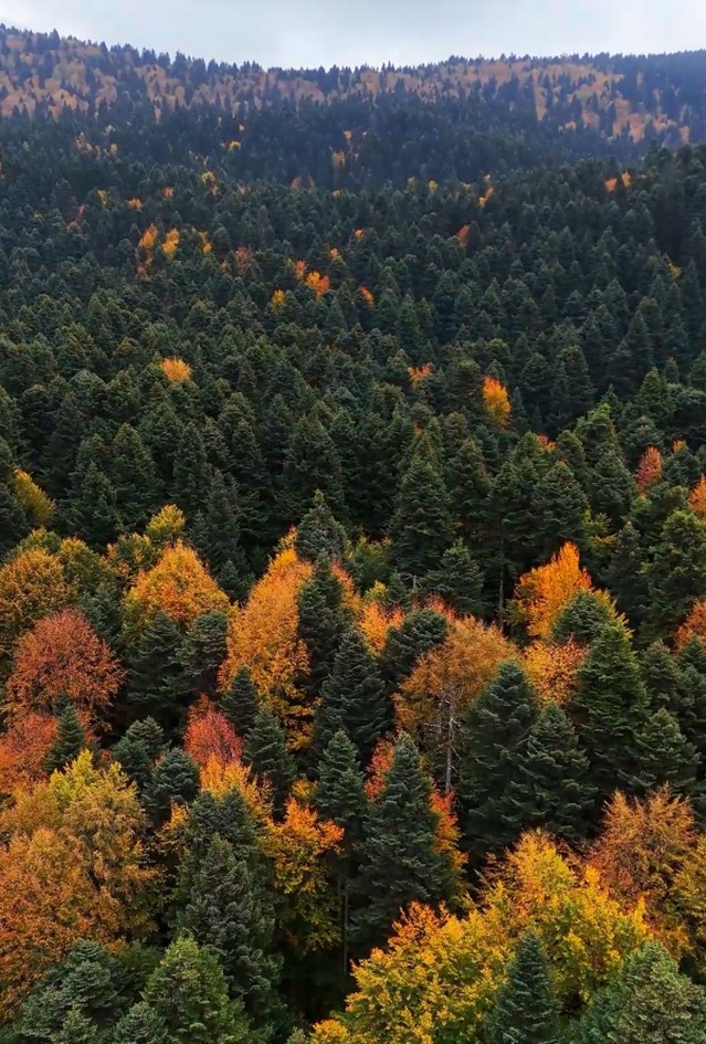 Bolu'da Gölcük Tabiat Parkı çevresindeki ormanların sonbahar hali dronla görüntülendi