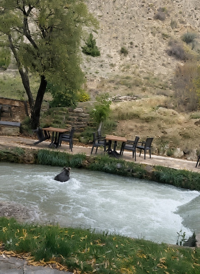 Erzincan Çağlayan'da yavru ayı, çalışanları görünce su kanalından yüzerek kaçtı