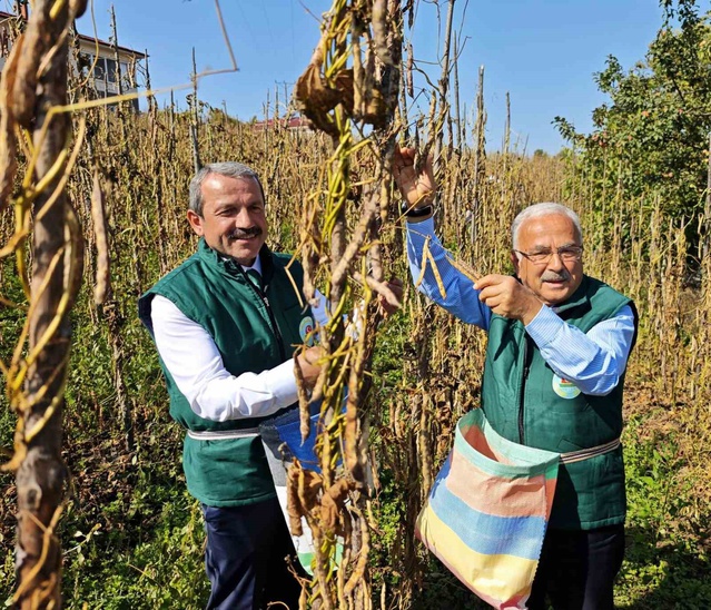 Ordu'da Akkuş şeker fasulyesi hasat şenliğinde üretim 2 bin 200 tona ulaştı