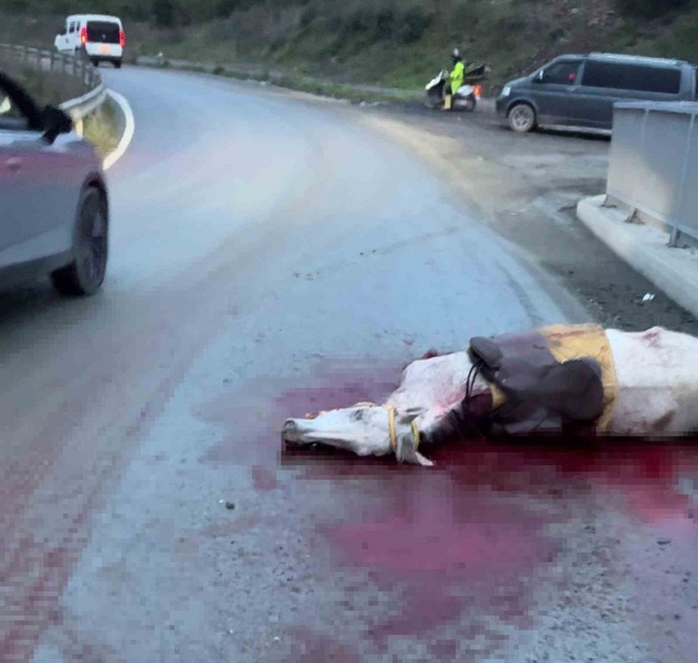 Arnavutköy'de otomobil ata çarptı, at telef oldu ve 3 kişi yaralandı