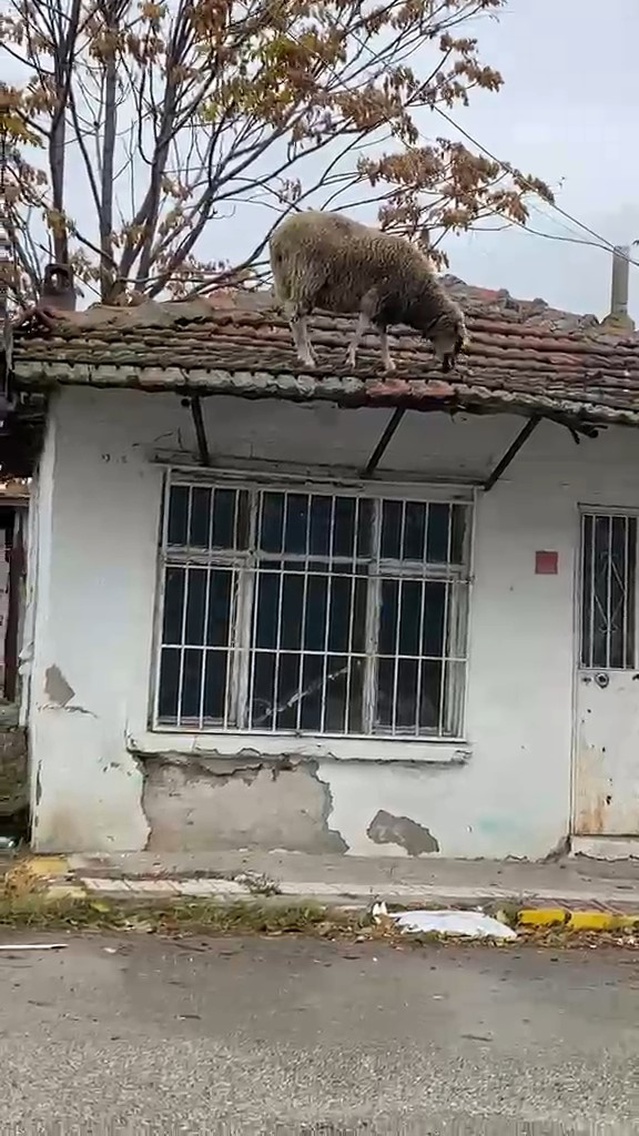 Edirne Lalapaşa'da bir koyun tek katlı evin çatısına çıkıp otlamaya başladı