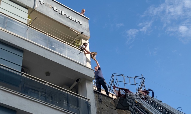 Aydın'da çatıya kaçan kediyi itfaiye ekipleri kurtarıp sahibine teslim etti