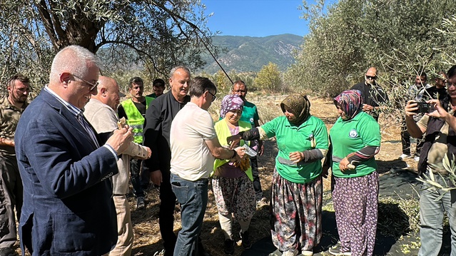 Balıkesir Edremit'te zeytinliklerde hasat başladı, 100 kilodan 13,6 kilo yağ çıktı
