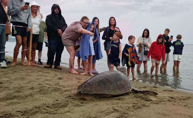 İzmir Selçuk'ta 4 caretta caretta denize salındı, DEKAMER toplamı 408'e ulaştı