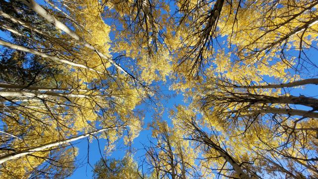 Muhafaza ormanlarının sayısı 60'a yükseldi