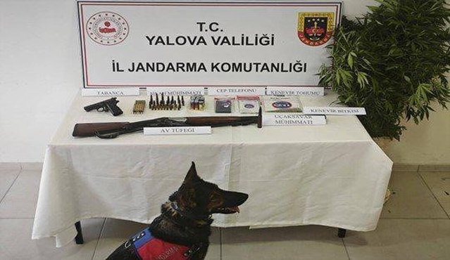 Yalova Çiftlikköy'de 5 adreste kenevir aramasında uçaksavar mühimmatı bulundu