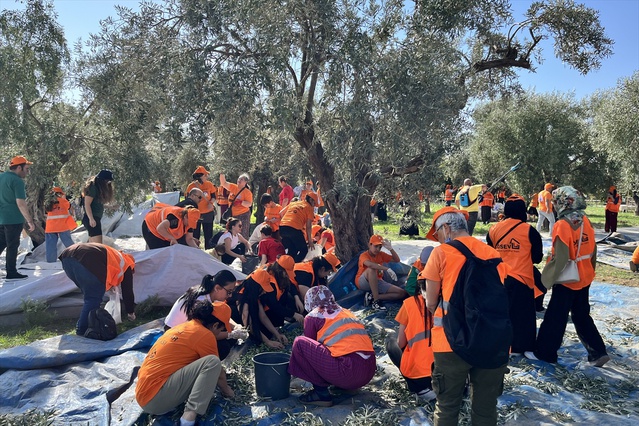 Tarsus'ta İyilik Hasadı'nda toplanan zeytinlerin geliri lösemili çocuklara gidecek