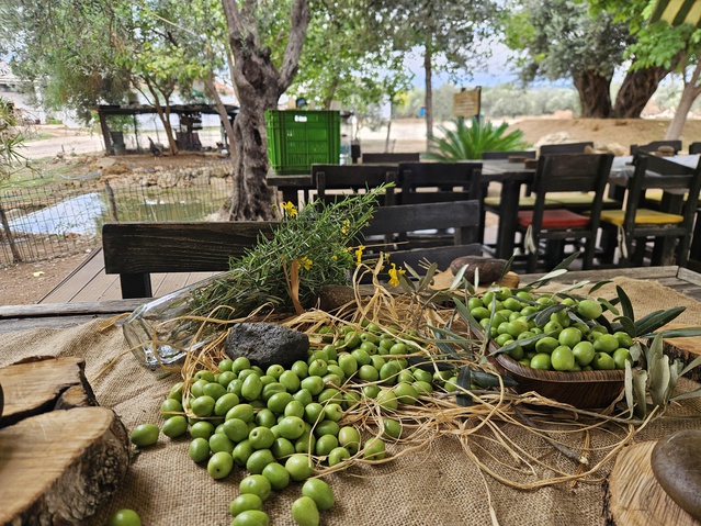 Antalya'da 70 bin ton zeytin bekleniyor, üretim geçen yıla göre yüzde 40 artacak