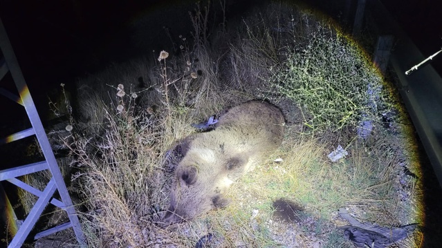 Tunceli-Erzincan kara yolunda cipin çarptığı ayı öldü, sürücü yara almadı
