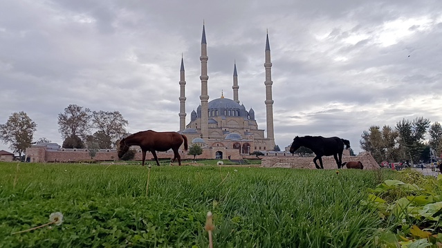 Edirne'de Selimiye Meydanı'ndaki 3 başıboş at belediye ekiplerince uzaklaştırıldı