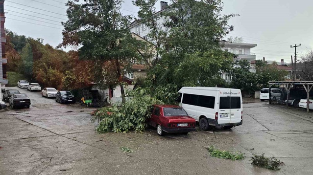 Cide'de fırtına evlerin çatılarını uçurdu, devrilen ağaçlar araçlara zarar verdi