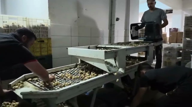 Aydın Germencik'te incir fiyatı 200 TL'den 100-150 TL'ye geriledi, üretici zorlandı