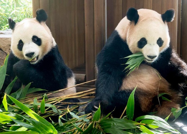 Dev panda ikizleri Rui Bao ile Hui Bao aralığın üçüncü haftasında Çin'e dönecek