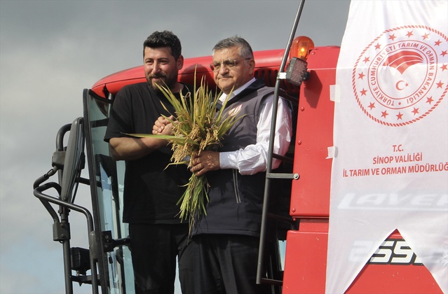 Sinop'ta 40 bin dekar alanda 900 çiftçi çeltik hasadını sürdürüyor