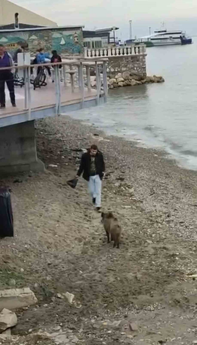 Mudanya'da uyuşturucu iğneye rağmen yaban domuzu ayağa kalkıp yoluna devam etti