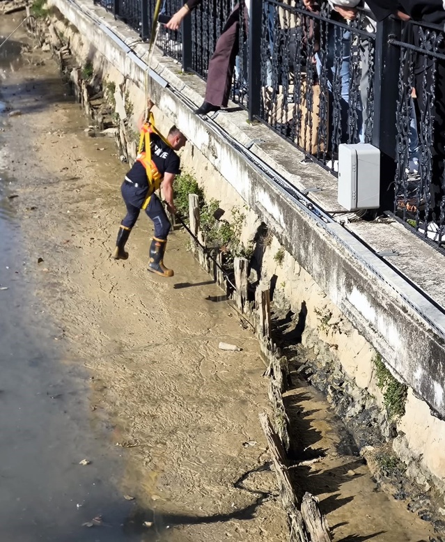 İtfaiye, Yalova'da dereye düşen iki kediyi halatla inerek kurtardı