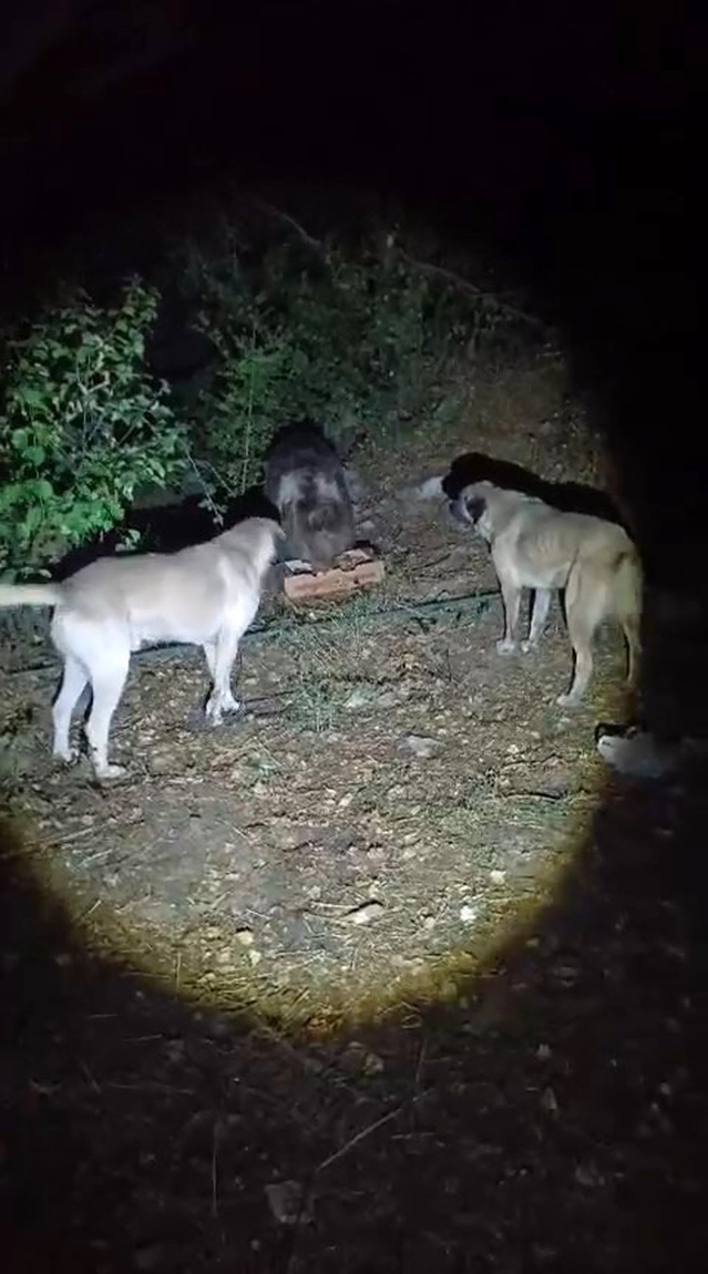 Tunceli'de kampçıların karşılaştığı ayı, köpek havlamasına aldırmadan yiyecek yedi