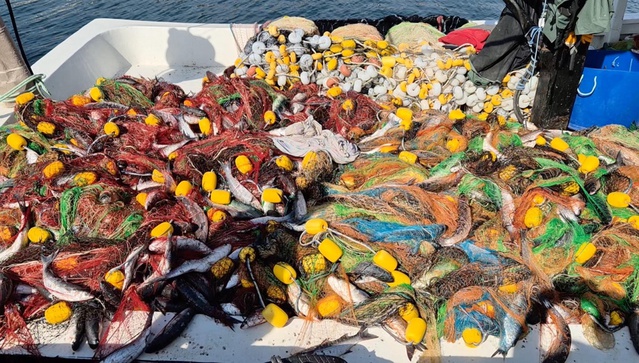 Tekirdağ'da balıkçılar kefal bolluğuyla 1,5 tonluk avla limana döndü