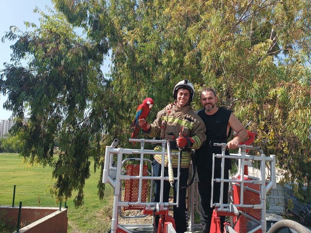 İskenderun'da ağaçta mahsur kalan papağan itfaiye ekiplerince sahibine teslim edildi