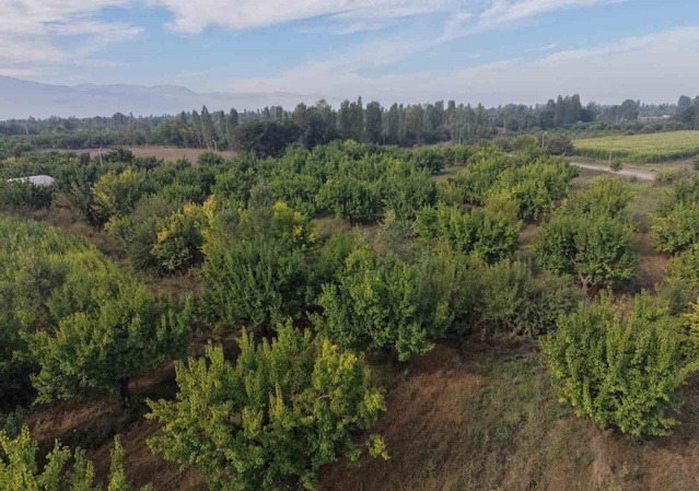 Iğdır'da İrem Bağları, Ağrı Dağı eteklerinde sonbahar renkleriyle dronla görüntülendi