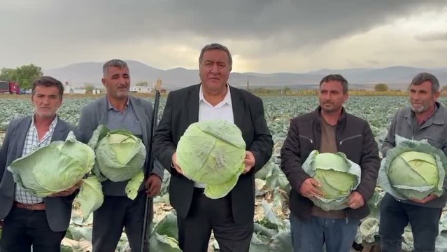 Niğde Bor'da lahana 30-35 liraya alıcı bulamayınca üretici zarar etti
