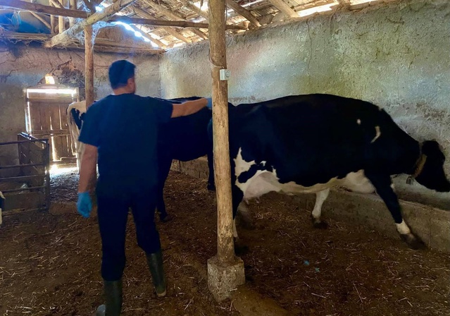 Afyonkarahisar Dazkırı'da büyükbaş hayvanlara şap aşısı uygulanmaya başlandı
