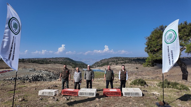 DKMP ekipleri Gaziantep İslahiye'de yüzlerce kınalı kekliği doğaya bıraktı