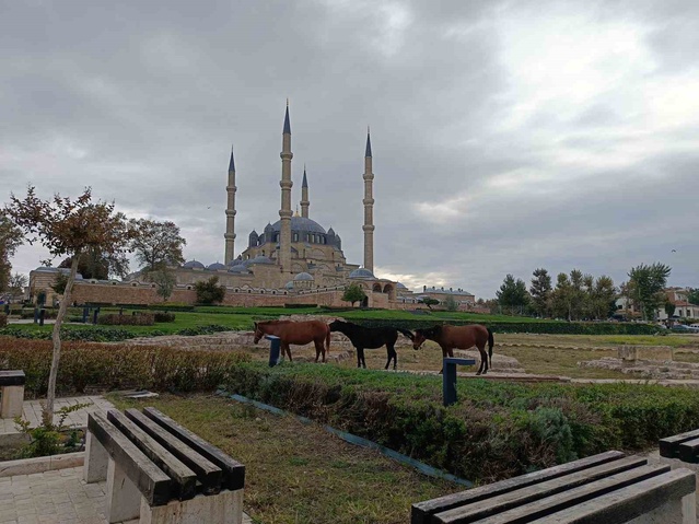 Edirne'de Selimiye Meydanı'na giren 3 başıboş at belediye ekiplerince uzaklaştırıldı