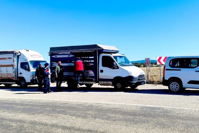 Uşak'ta hayvan sevkiyatı tarım ve jandarma ekiplerinin denetiminden geçiyor