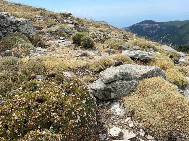 ÇOMÜ'lü araştırmacı Kaz Dağları'nda 1705 metrede yeni böcek türü keşfetti