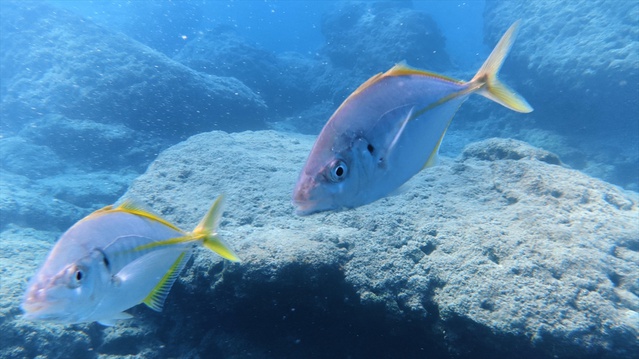 Kemer Üç Adalar'da eylül tebliğiyle balıkçılık yasaklandı, 3 yıllık proje başladı