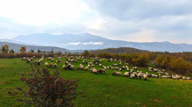 Muş yaylalarında yaklaşık 5 ay kalan göçerler, Diyarbakır'a dönüş yolculuğuna başladı
