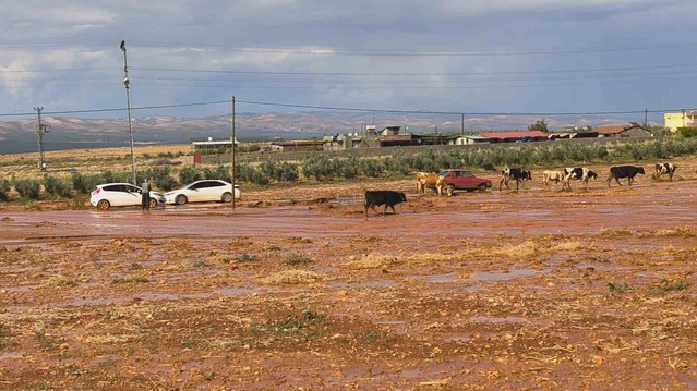 Hatay Reyhanlı'da sel tarım arazilerini vurdu, insanlar ve hayvanlar zor anlar yaşadı
