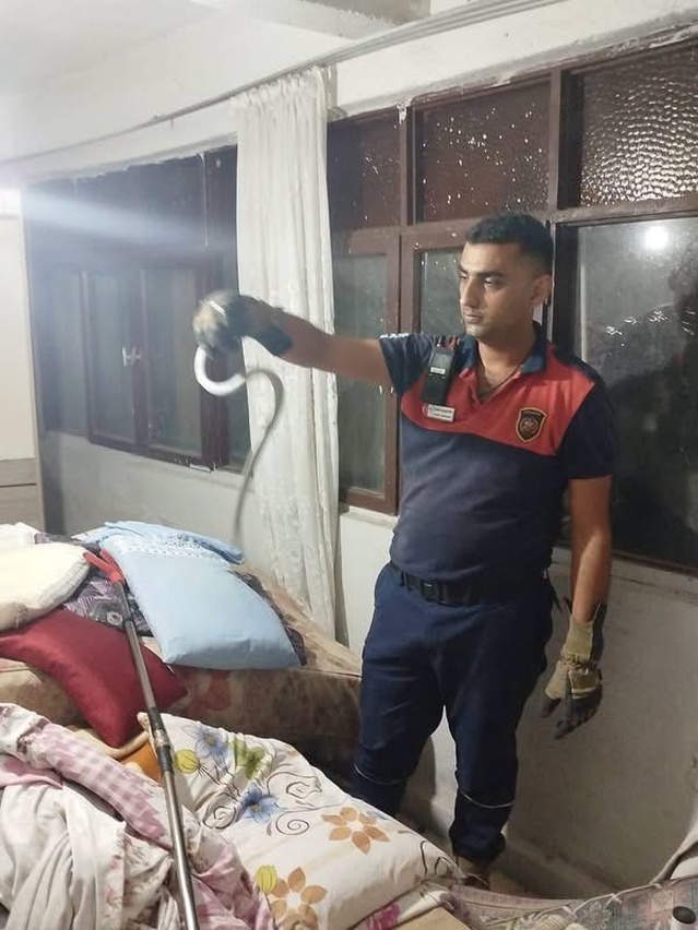 İhbar üzerine harekete geçen itfaiye, Dörtyol ve Belen'de yılanları doğaya bıraktı