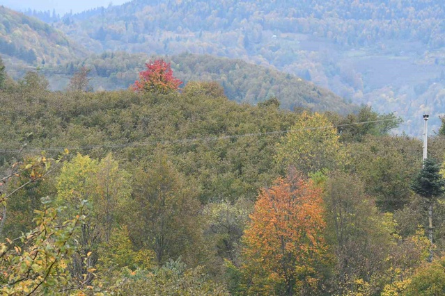 Sakarya Hendek'teki Dikmen Yaylası sonbaharda sarı, turuncu ve kızıl tonlara büründü
