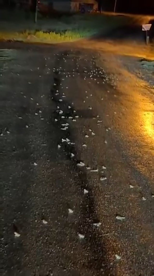 Bingöl'ün Gözeler köyünde yağış sonrası yola çıkan yüzlerce kurbağa dikkat çekti