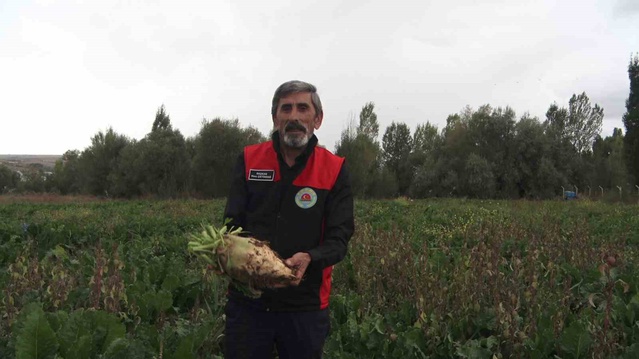 Sivas Ziraat Odası Başkanı Çetindağ, şeker pancarında 800 bin ton üretim bekliyor