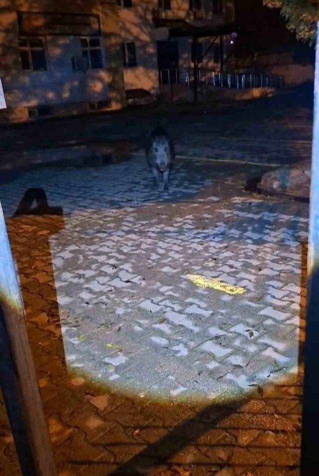 Tunceli'de yaban domuzu, evinin önündeki vatandaşa saldırgan tavırlar sergiledi