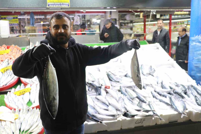 Sivas'tan deniz kentlerine palamut sevkiyatı: Tanesi 100 TL'den alıcı buluyor